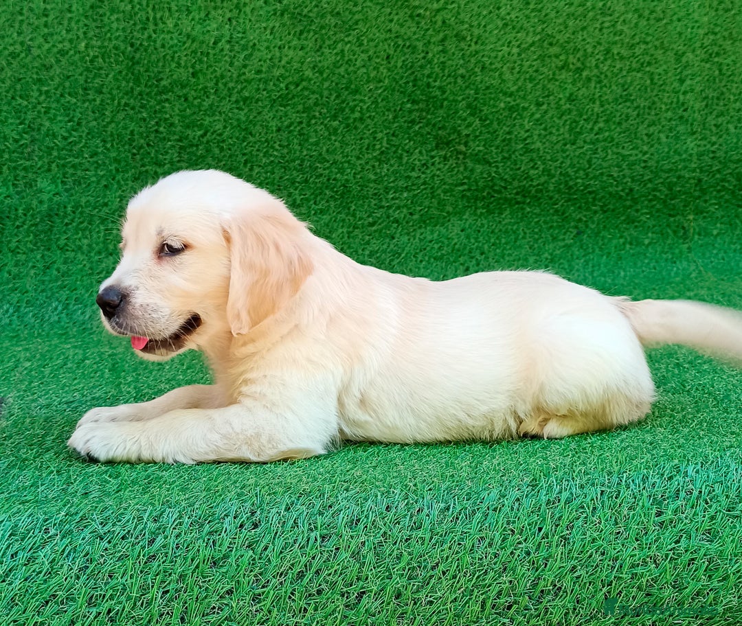 Golden Retriever perros en venta: GOLDEN RETRIEVER - Imagen 4
