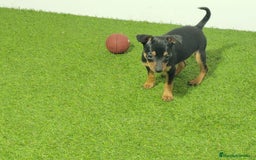 Pinscher Miniatura perros en venta: MINI PINCHER - Imagen 1