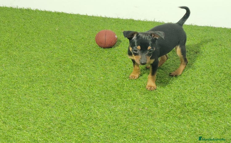 Pinscher Miniatura perros en venta - Propaganda 2