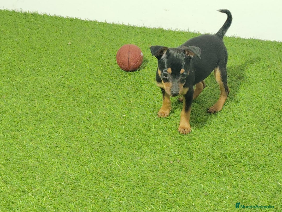 Pinscher Miniatura perros en venta: MINI PINCHER - Imagen 1