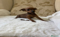 Pinscher Miniatura perros en venta: Pinscher Miniatura cachorros de ensueño - Imagen 10