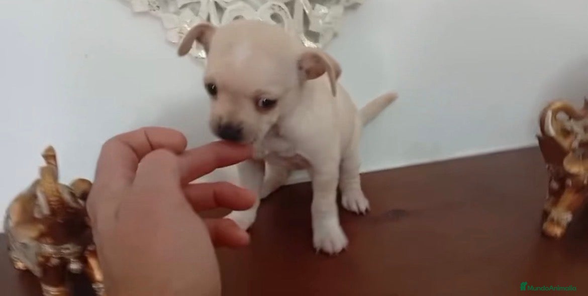 Chihuahua perros en venta: Chihuhua hembra  - Anuncio 1