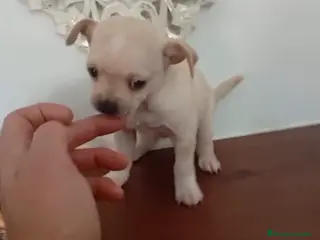 Chihuahua perros en venta: Chihuhua hembra - Anuncio 1