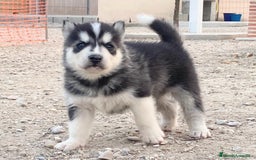 Husky Siberiano perros en venta: Husky Siberiano  - Imagen 3