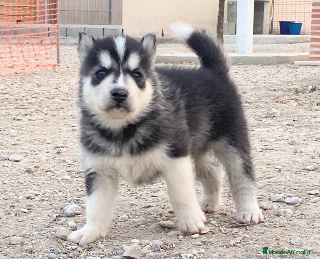 Husky Siberiano perros en venta: Husky Siberiano  - Imagen 3