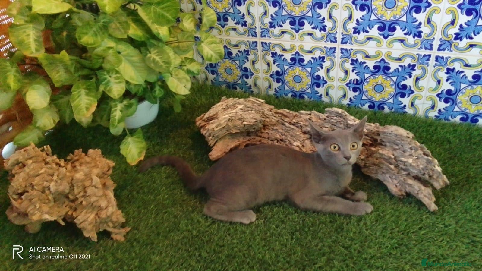 Azul Ruso gatos Macho de azul.ruso - Anuncio 3
