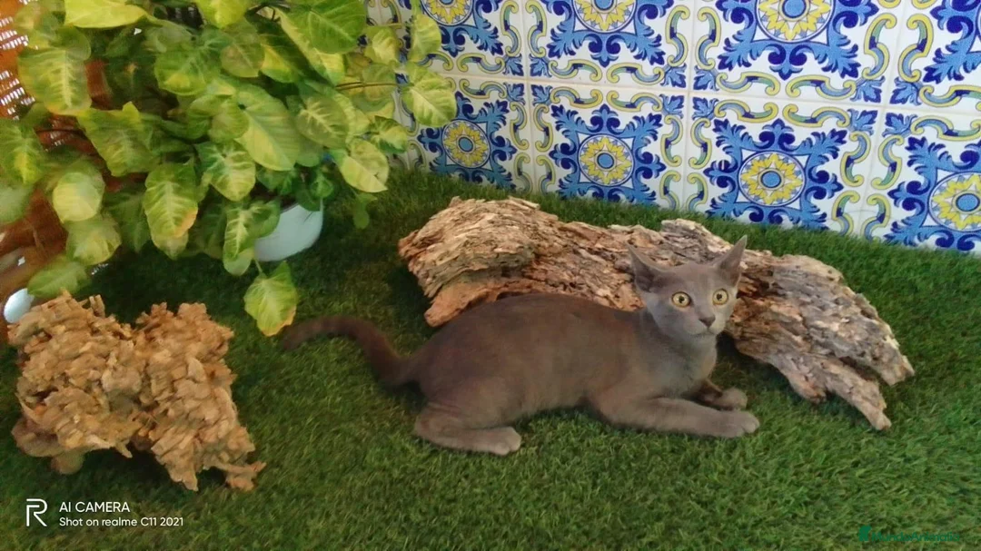 Azul Ruso gatos en venta: Macho de azul.ruso - Anuncio 1