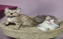 Kurilean Bobtail de Pelo Corto gatos en venta: Hembra Exótica y Hembra Kurilian - Imagen 3