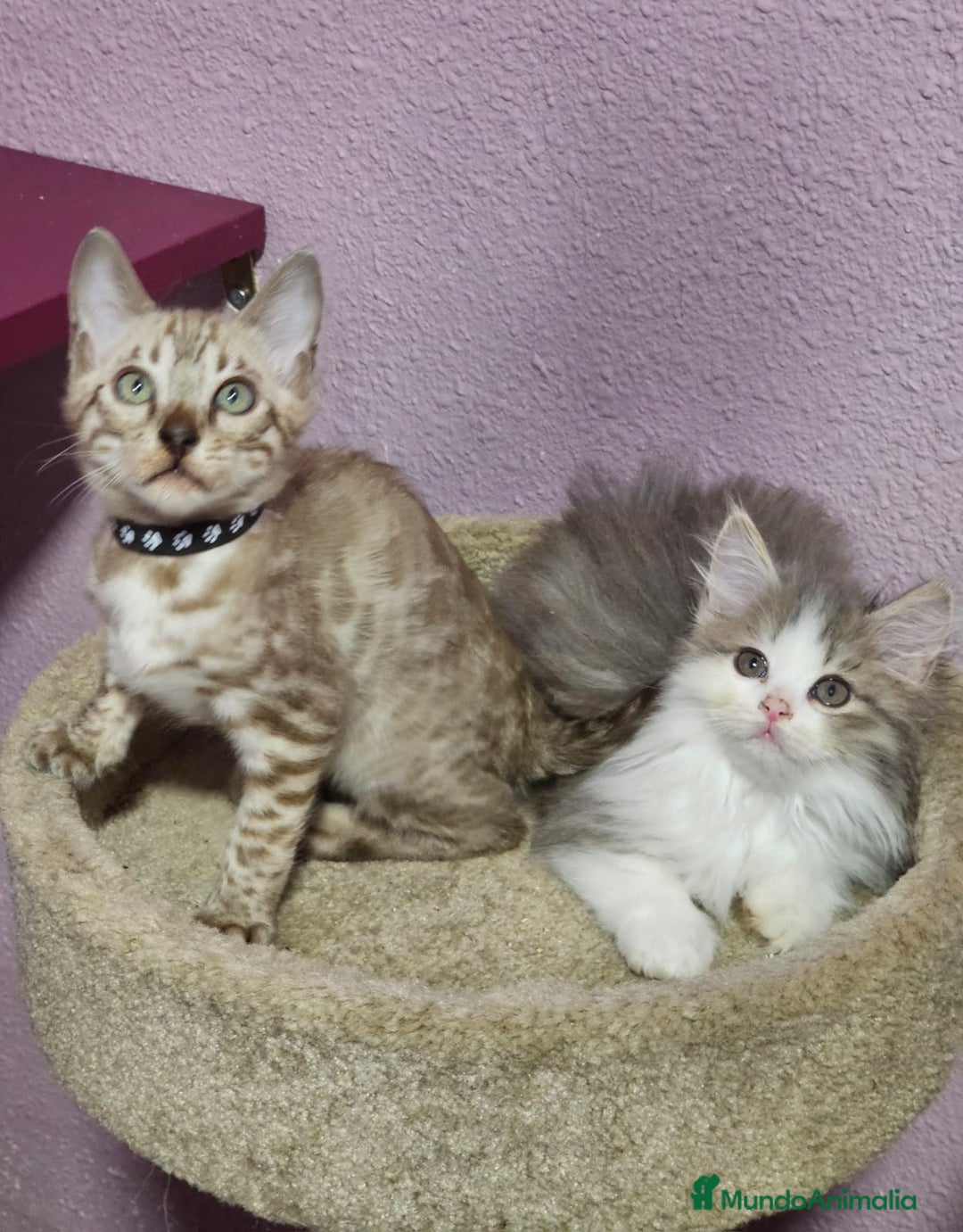 Kurilean Bobtail de Pelo Corto gatos en venta: Hembra Exótica y Hembra Kurilian - Imagen 3