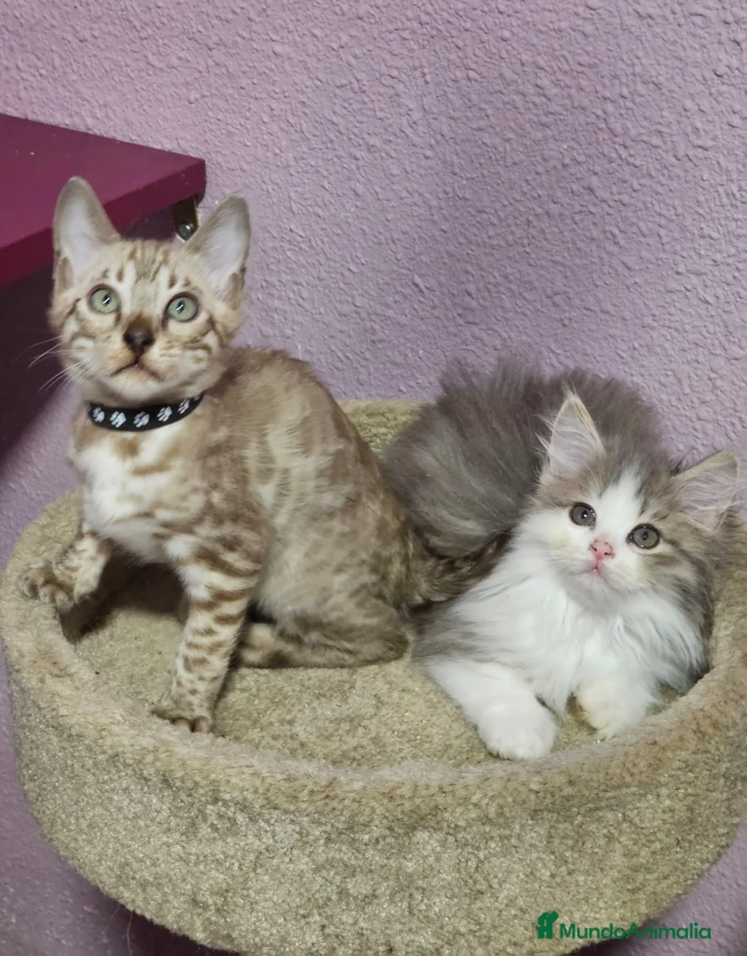 Kurilean Bobtail de Pelo Corto gatos en venta: Hembra Exótica y Hembra Kurilian - Anuncio 3