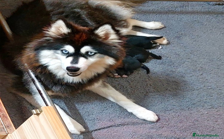 Pomsky perros - Anuncio 2