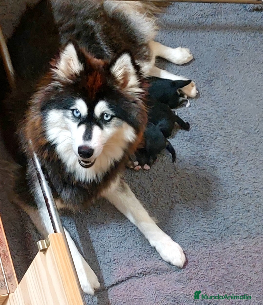 Pomsky perros en venta: Cachorros pomsky o mini husky - Imagen 1