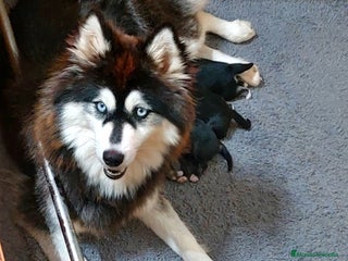 Pomsky perros - Anuncio 26