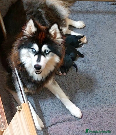Pomsky perros - Anuncio 2