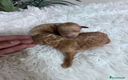 Caniche Toy perros en venta: CANICHE TOY - Imagen 22