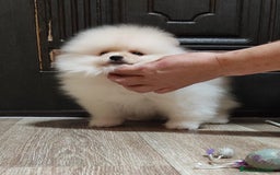 Pomerania perros en venta: Hembrita mini F.C.I línea rusa  - Imagen 2
