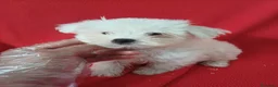 Bichón Maltés perros en venta: Bichon Maltés Americano  - Anuncio 2