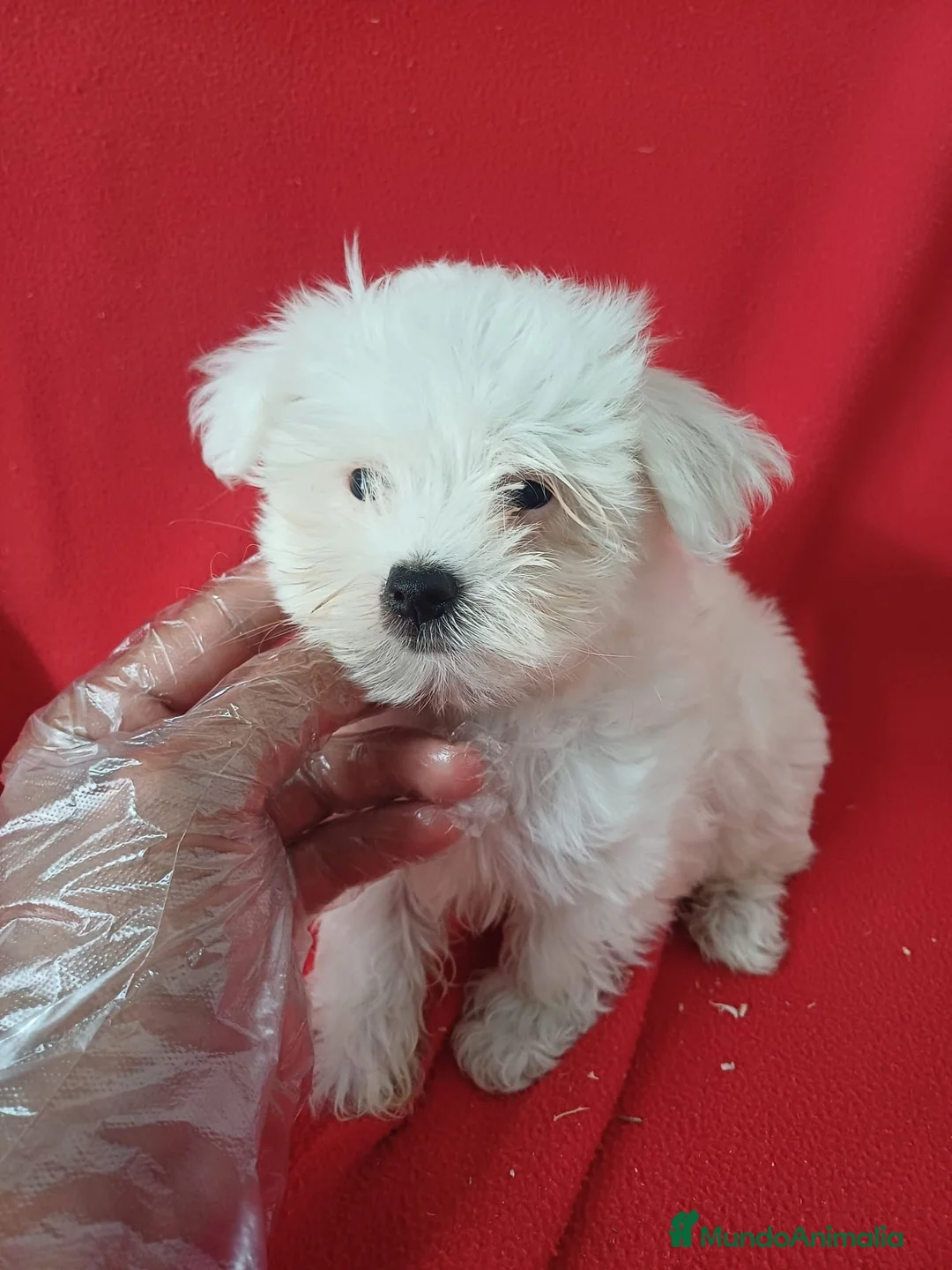 Bichón Maltés perros en venta: Bichon Maltés Americano  - Anuncio 2