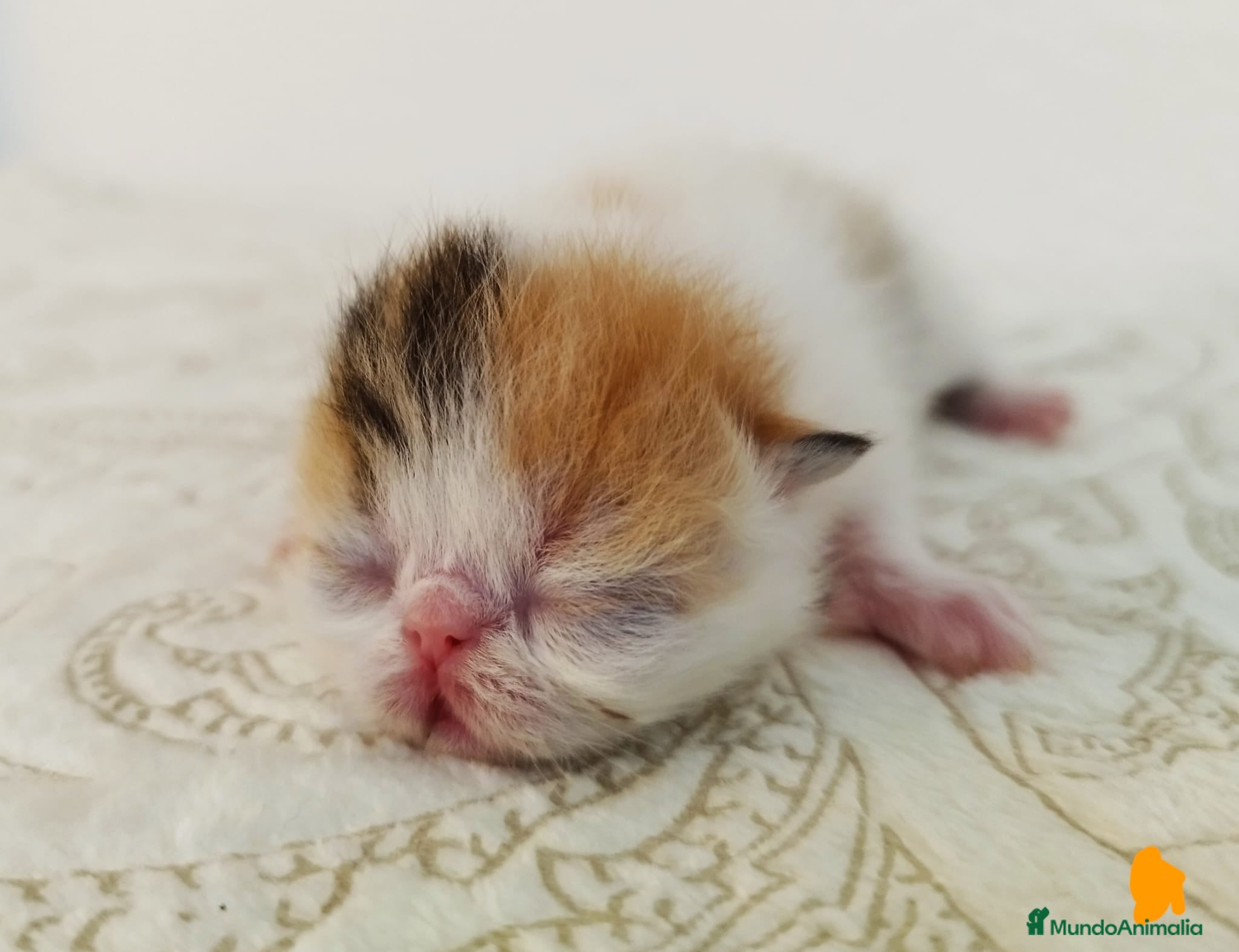 Exótico de Pelo Corto gatos  Gatitos Exóticos (Patrón Van)  en Murcia - Anuncio 1