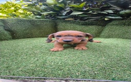 Teckel Miniatura perros en venta: teckel color jabali - Imagen 6