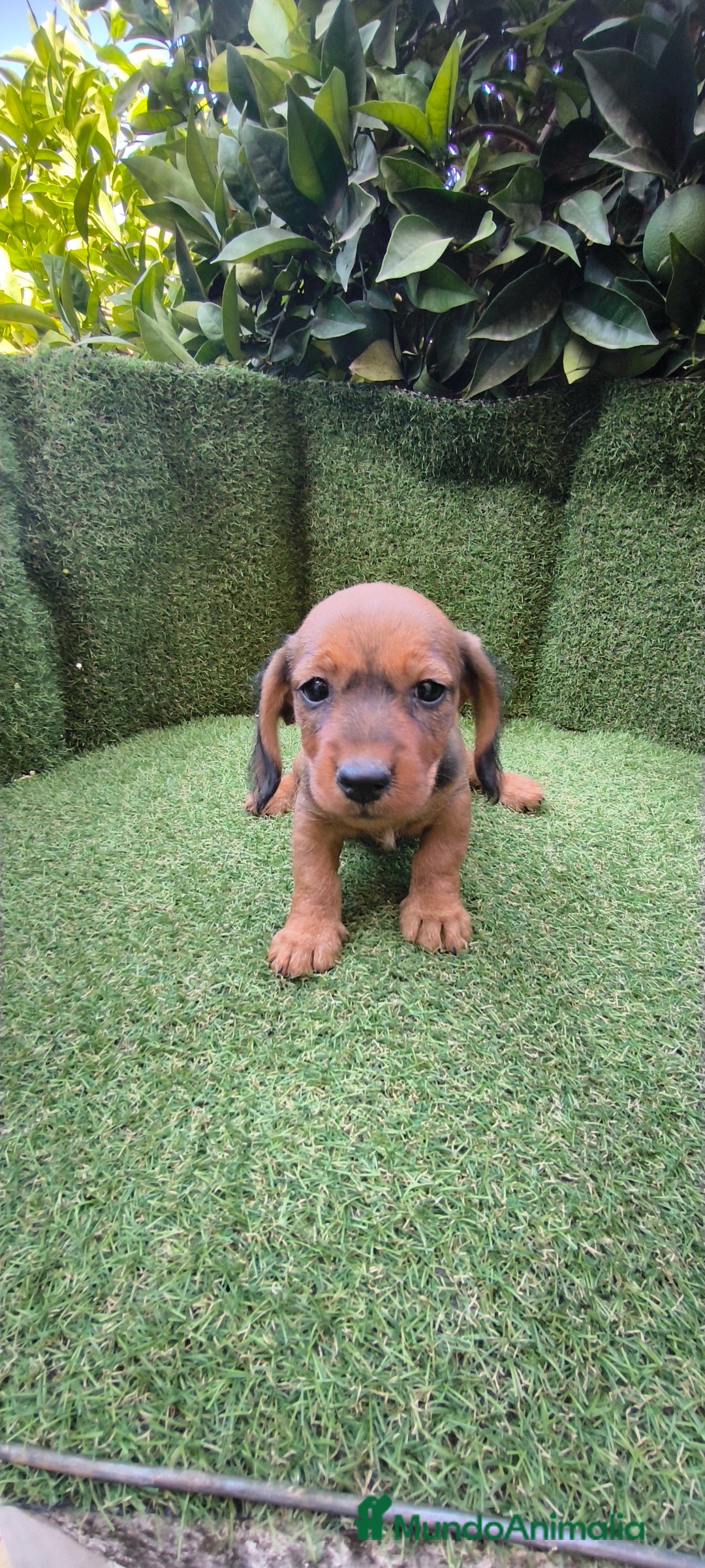 Teckel Miniatura perros en venta: teckel color jabali - Imagen 6