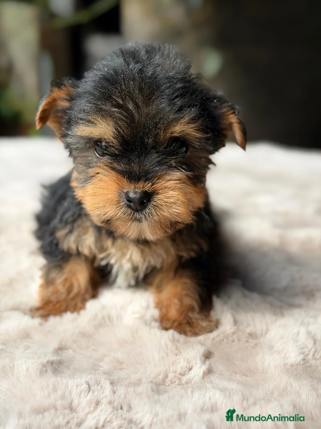 Yorkshire Terrier perros en venta: CAMADA YORKSHIRE TERRIER DISPONIBLE - Anuncio 6