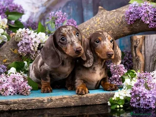 Teckel Miniatura perros - Anuncio 30