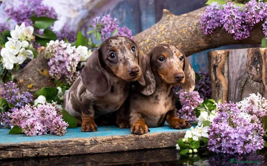 Teckel Miniatura perros en venta: TECKEL ARLEQUINES Y LISOS  - Anuncio 1