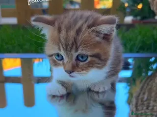 Munchkin gatos Munchkin gatitos - Anuncio 15