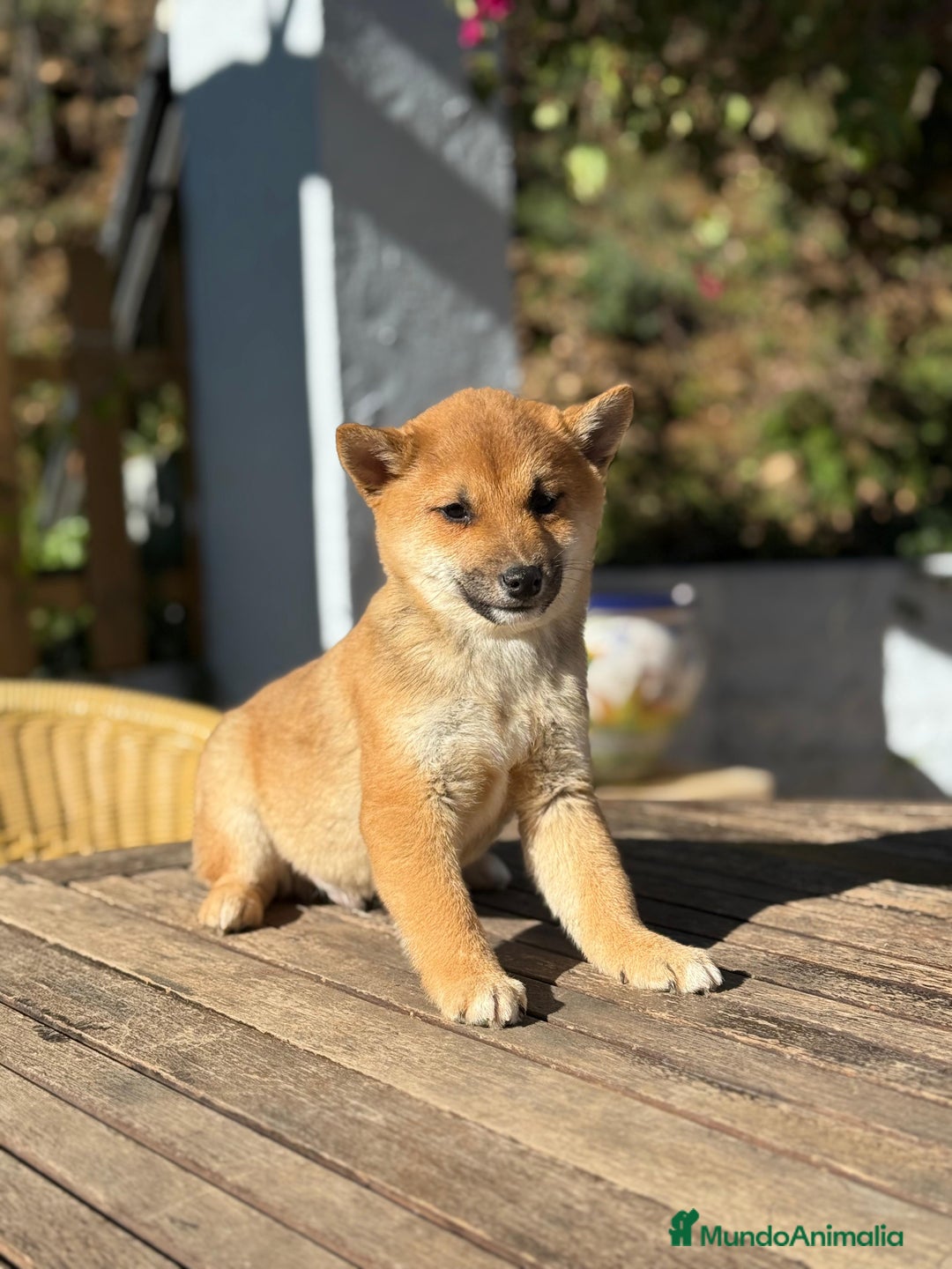 Shiba Inu perros en venta: Shiba Inu MACHOS Rojos disponibles preciosos  - Anuncio 2
