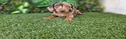 Teckel Miniatura perros en venta: TECKEL MINIATURA ARLEQUIN - Anuncio 3