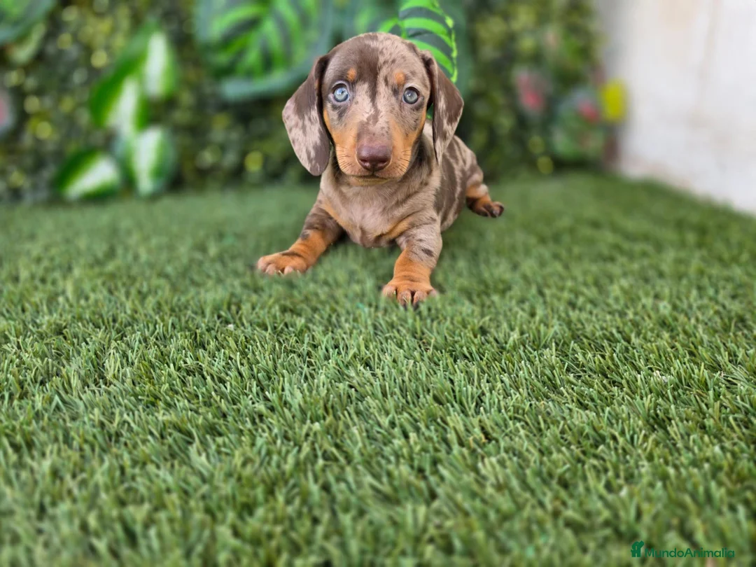 Teckel Miniatura perros en venta: TECKEL MINIATURA ARLEQUIN - Anuncio 3