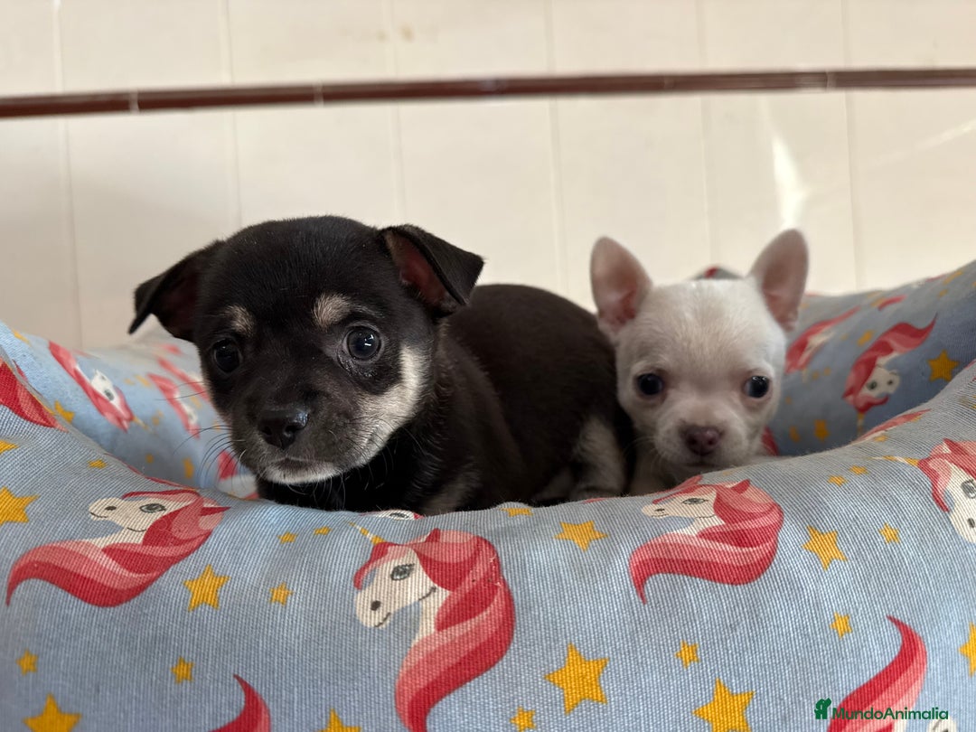 Chihuahua perros en venta: Cachorros machos chihuahuas - Anuncio 2