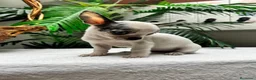 Chihuahua perros en venta: CHIHUAHUA HEMBRA - Anuncio 4