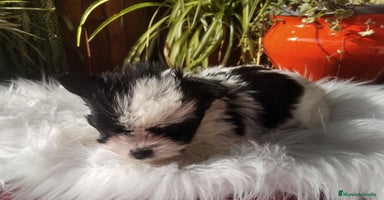 Biewer Yorkshire Terrier a la Pom Pon perros Cachorros Yorkshire y Biewer  - Anuncio 6