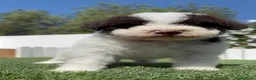 Perro de Agua Español perros en venta: PERRO DE AGUA ESPAÑOL - Anuncio 12