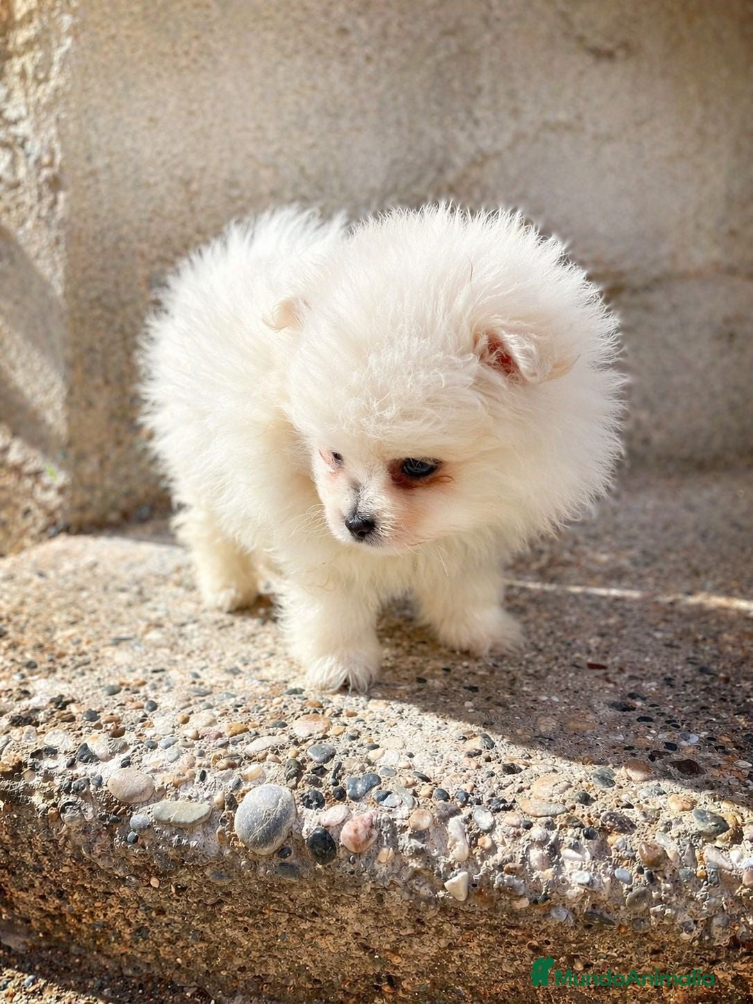 Pomerania perros Pomerania mini toy tipo oso - Anuncio 2