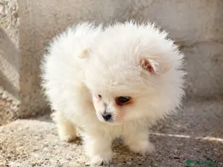 Pomerania perros Pomerania mini toy tipo oso - Anuncio 2