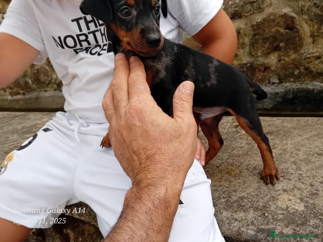 Pinscher Miniatura perros en venta: Pincher blue merle - Imagen 6