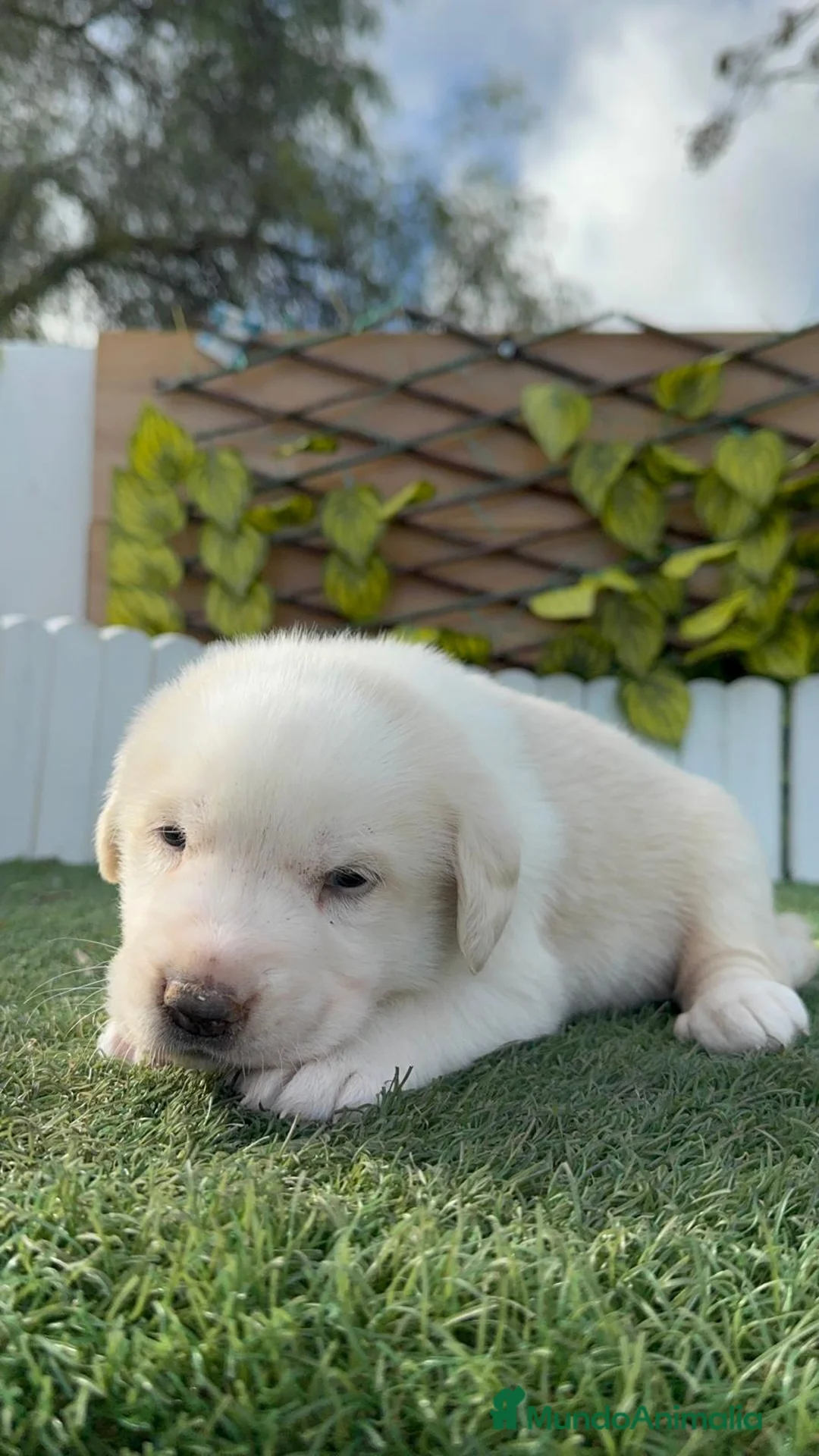 Mastín Español perros en venta: MASTIN ESPAÑOL - Anuncio 10