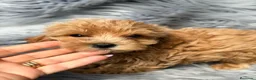 Maltipoo perros en venta: Macho maltipoo - Anuncio 4