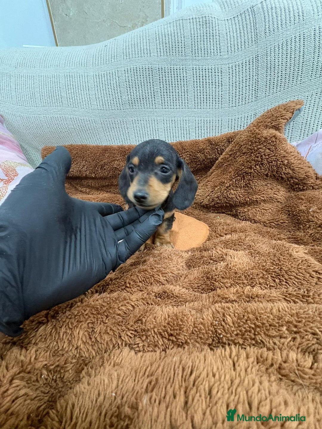 Teckel Miniatura perros en venta: Teckel kaninchen  - Anuncio 2