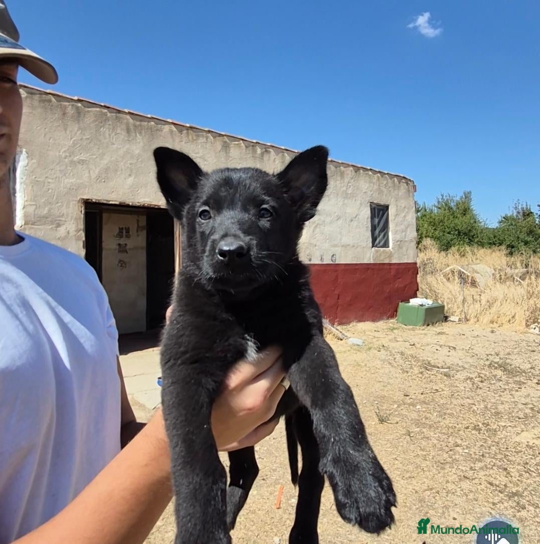 Pastor Belga Malinois perros Pastor belga melinoa NEGROS XL  maxima calidad - Anuncio 5