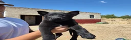 Pastor Belga Malinois perros en venta: Pastor belga melinoa NEGROS XL  maxima calidad - Anuncio 1