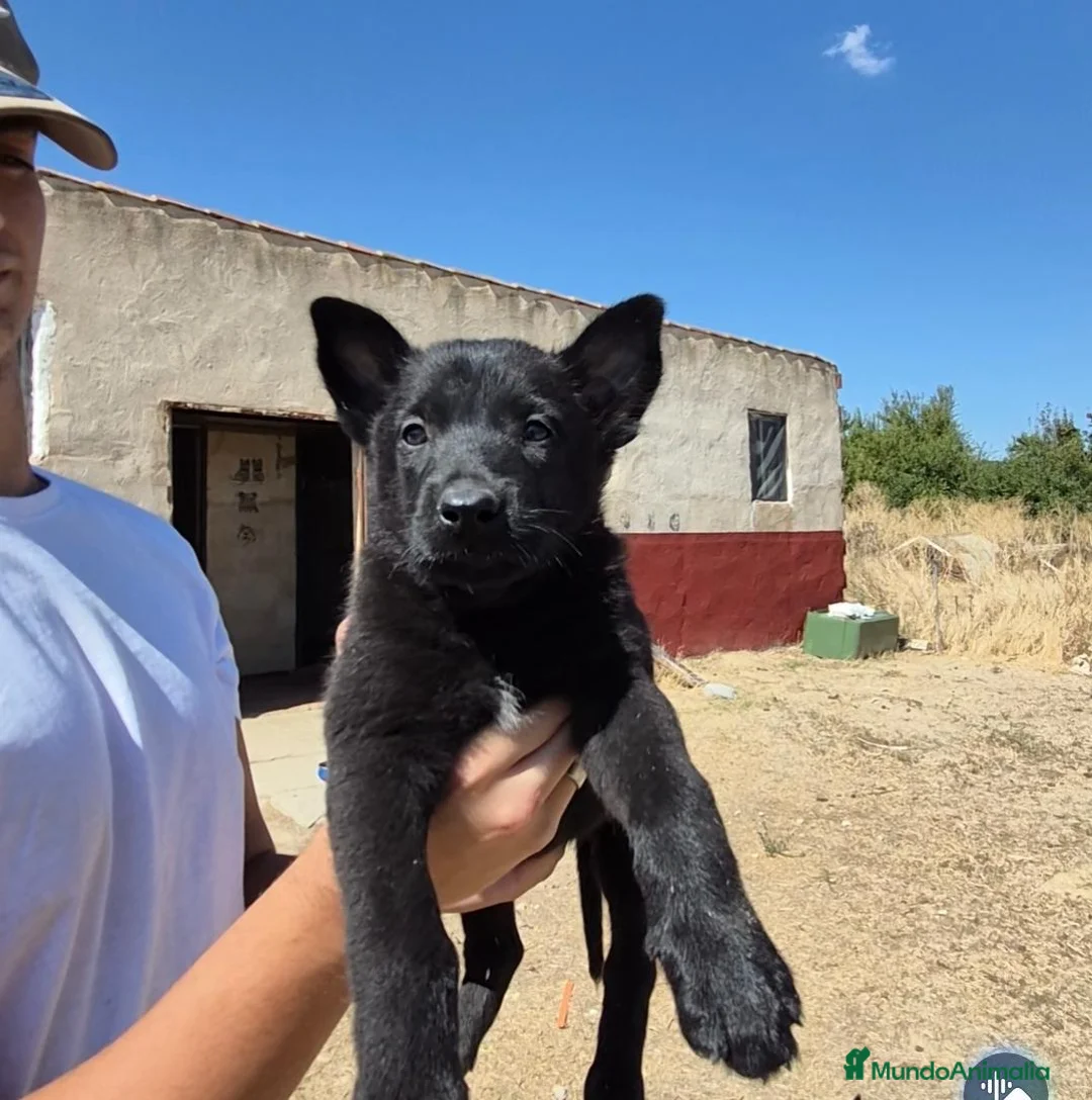 Pastor Belga Malinois perros en venta: Pastor belga melinoa NEGROS XL  maxima calidad - Anuncio 1