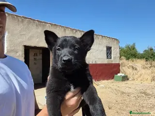 Pastor Belga Malinois perros Pastor belga melinoa NEGROS XL maxima calidad - Anuncio 1