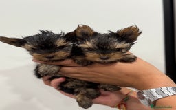 Yorkshire Terrier perros en venta: Yorkshire 650€ ¡PRECIO REAL! - Imagen 3