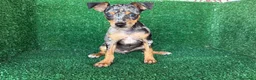 Pinscher Miniatura perros en venta: pinsher miniatura - Anuncio 2