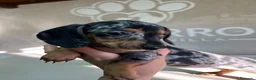 Teckel perros en venta: Teckel Arlequin  - Anuncio 9