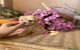 Maltipoo perros en venta: Maltipoo tacita de Té (hembra ) - Imagen 8